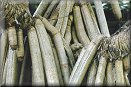 Pandanus Palm Roots