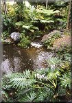 Rainforest