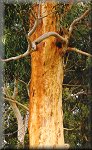 Scribbly Gum in Summer