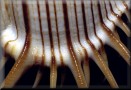 Murex pecten lip