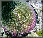 Plate coral