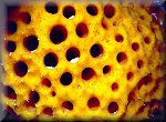 Golden Sponge