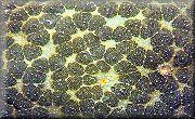 Starfish "Map"